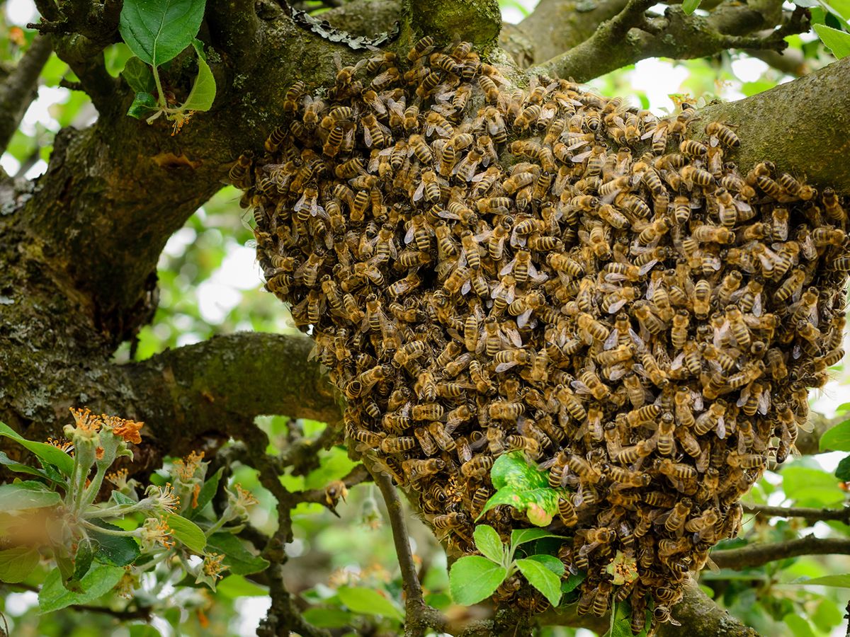 Jak odstranit včelí roj?