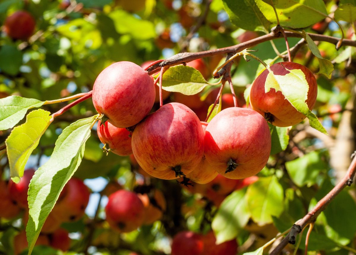 2 плодовых растений. Яблоня кустовая Кроха. Сорт яблони Кроха. Яблоня "Malus" плодовая. Род яблоня – Malus.