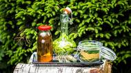 Nasbírejte si smrkové výhonky! Zelený poklad vyléčí kašel i bolavé klouby. Recepty nejen na sirup
