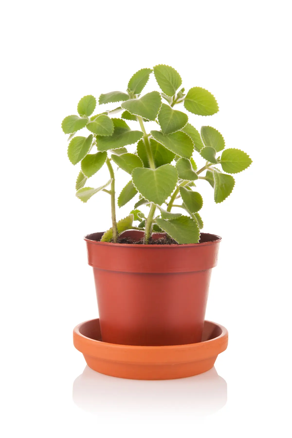 3 nejlepsi pokojovky prinesou vam stesti zdravi i penize prozeny