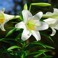 Lilie dlouhokvětá má vznešené a elegantní květy