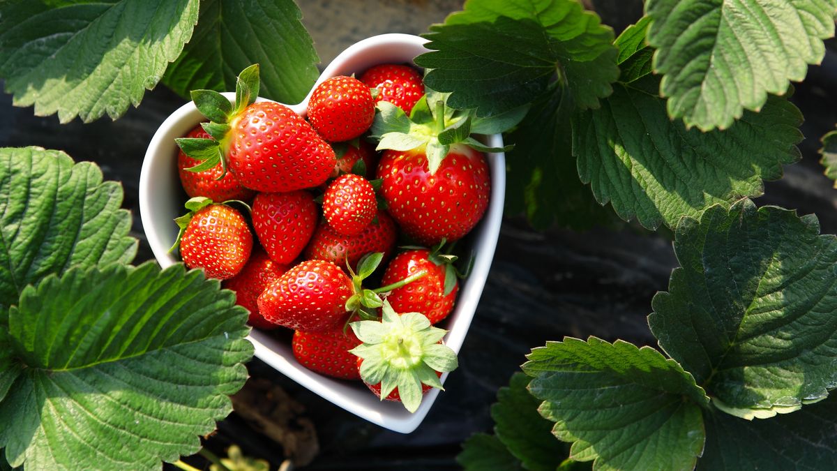 Čím hnojit jahody po sklizni?