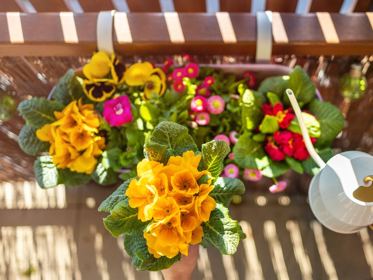 Kdy zasadit květiny na balkon?