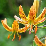 Lilie zlatohlavá má krásnou kresbu květů