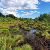 Soumarské rašeliniště je přírodním pokladem mezi Volary a Lenorou