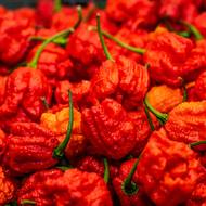 Ani Carolina Reaper není zrovna kráska, ale její vzhled dává předem tušit ďábelský zážitek