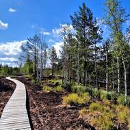 Soumarským rašeliništěm vede kilometr a půl dlouhá naučná stezka