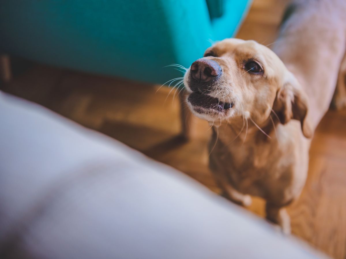 Jak naučit psa aby byl sám doma?