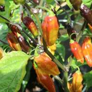 Bolivia Bumpy dokáže na jediném plodu ukázat hned několik barev, od žluté až po tmavě fialovou