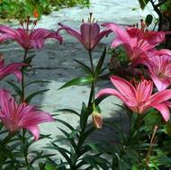 Hybridní druhy jsou stále populárnější a početnější