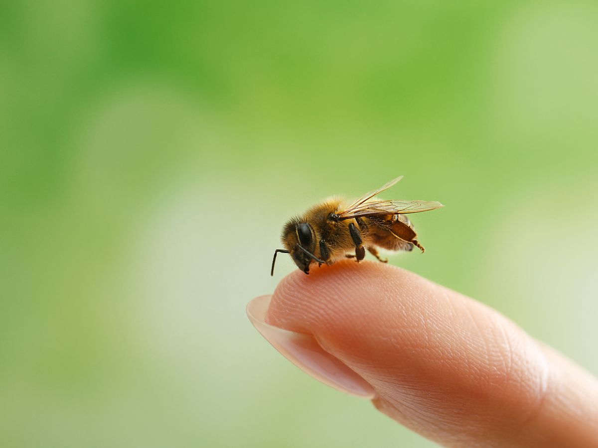 Co odpuzuje včely?