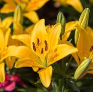 Pestré květy lilie asijské rozzáří každou zahradu