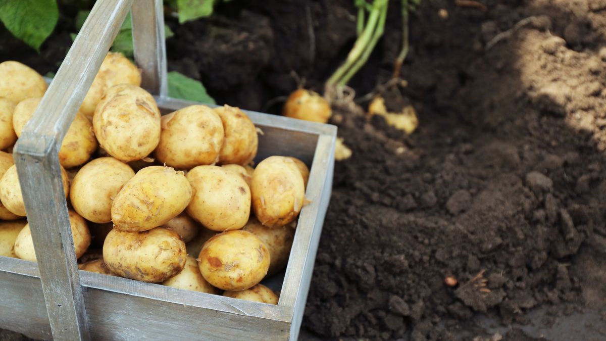 Kdy začít zalévat brambory?