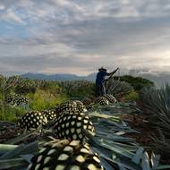 Listy agáve se musejí ručně osekat