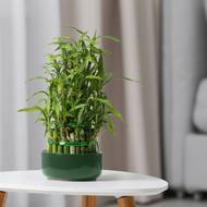 Bambus potřebuje dostatek vláhy, zalévat ho můžete ideálně denně