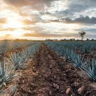 Nekonečné plantáže agáve