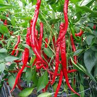 Elephant's trunk kromě chuti zaujme také svými dlouhými plody