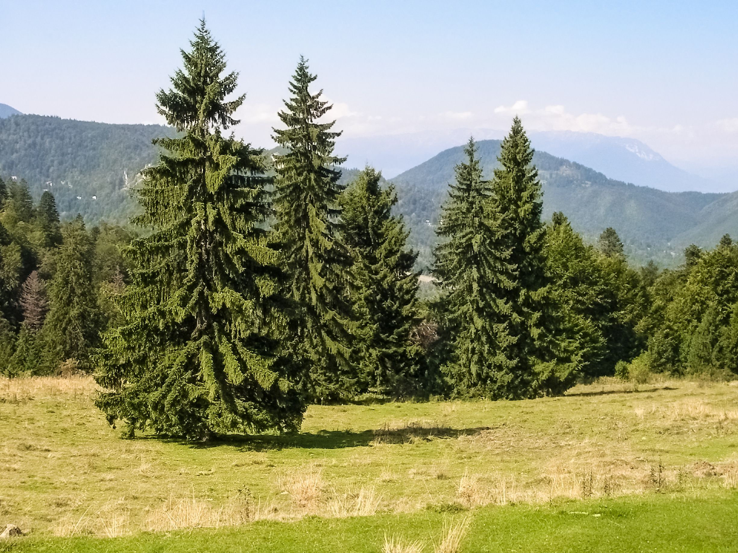RoxannaR