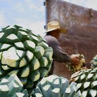 Piňas, tedy osekaná jádra agáve, míří hned po sklizni ke zpracování