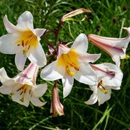 Lilie královská právem patří mezi nejoblíbenější druhy