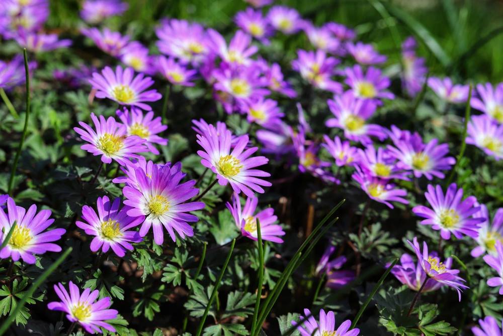 Sasanky existují v nepřeberném množství barev