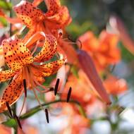 Lilie tygrovaná zaujme na první pohled