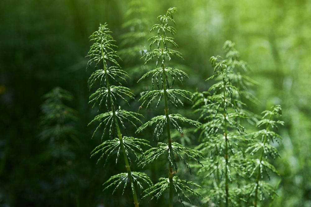 1_krolya25_shutterstock_2158160661