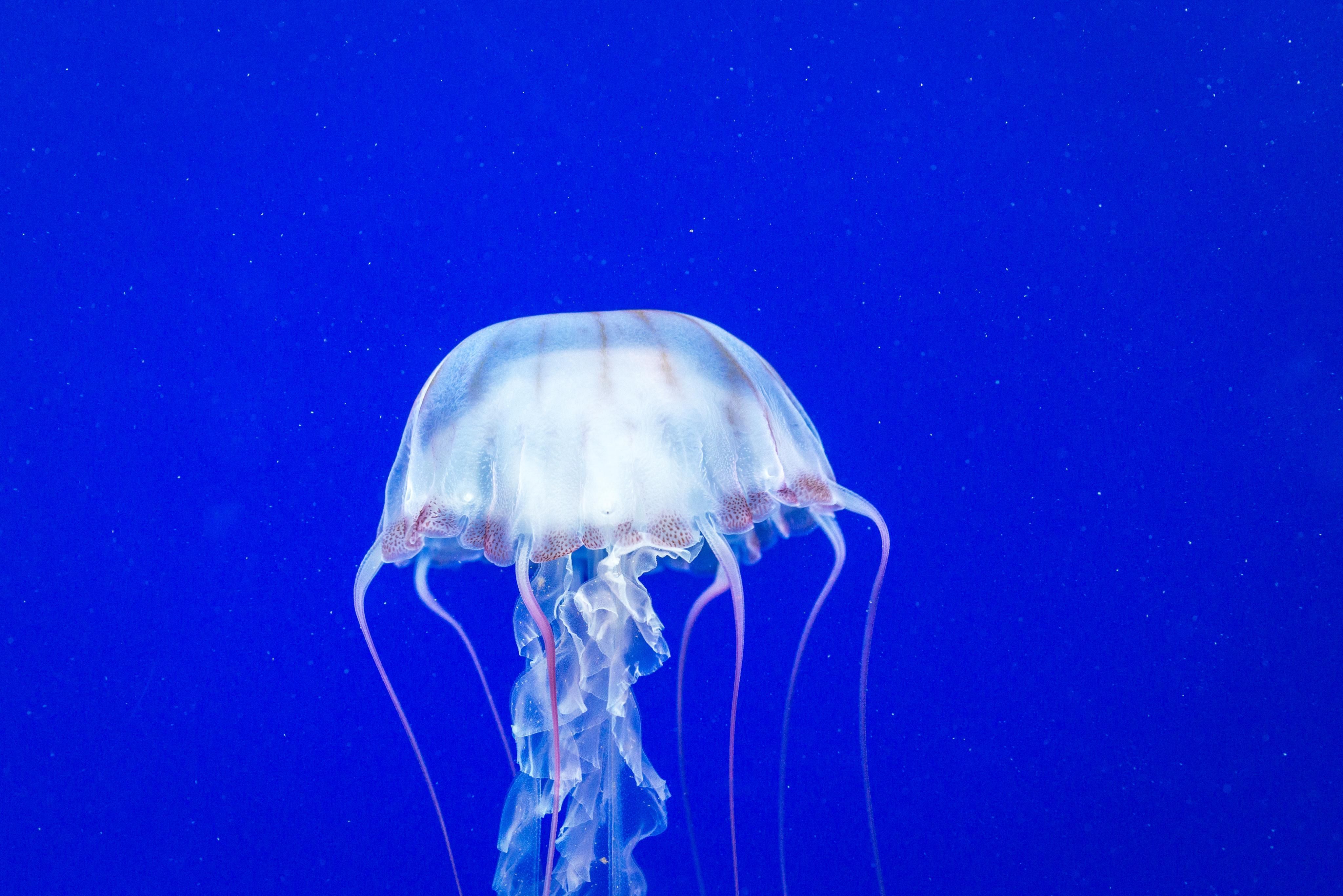 shutterstock_652854829