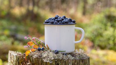 Chystáte se do lesa na borůvky? Nikdy si nesahejte na obličej, nejezte je neumyté a hlídejte psa!