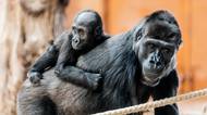 Nejkrásnější české zoo, které stojí za návštěvu. Vybrali jsme pět favoritů
